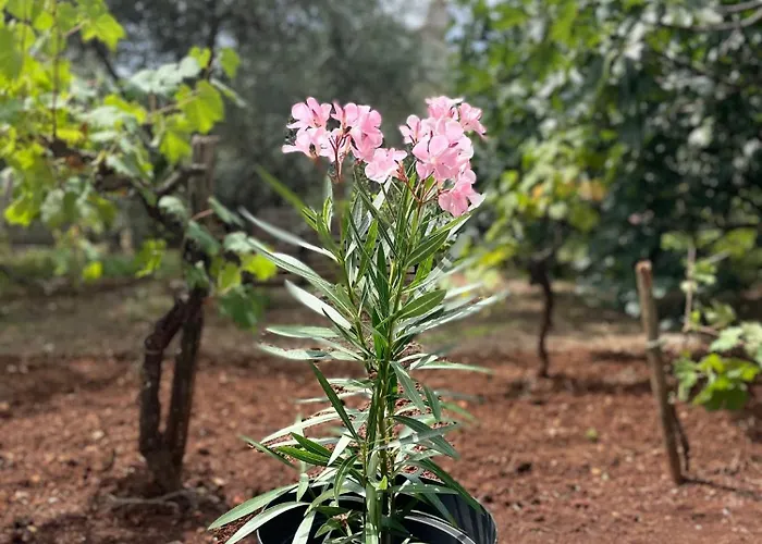 Stellar マリンスカ